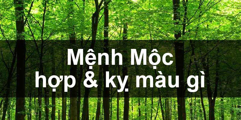 Mệnh mộc hợp màu gì?